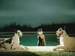 Essere pazzo video e ...